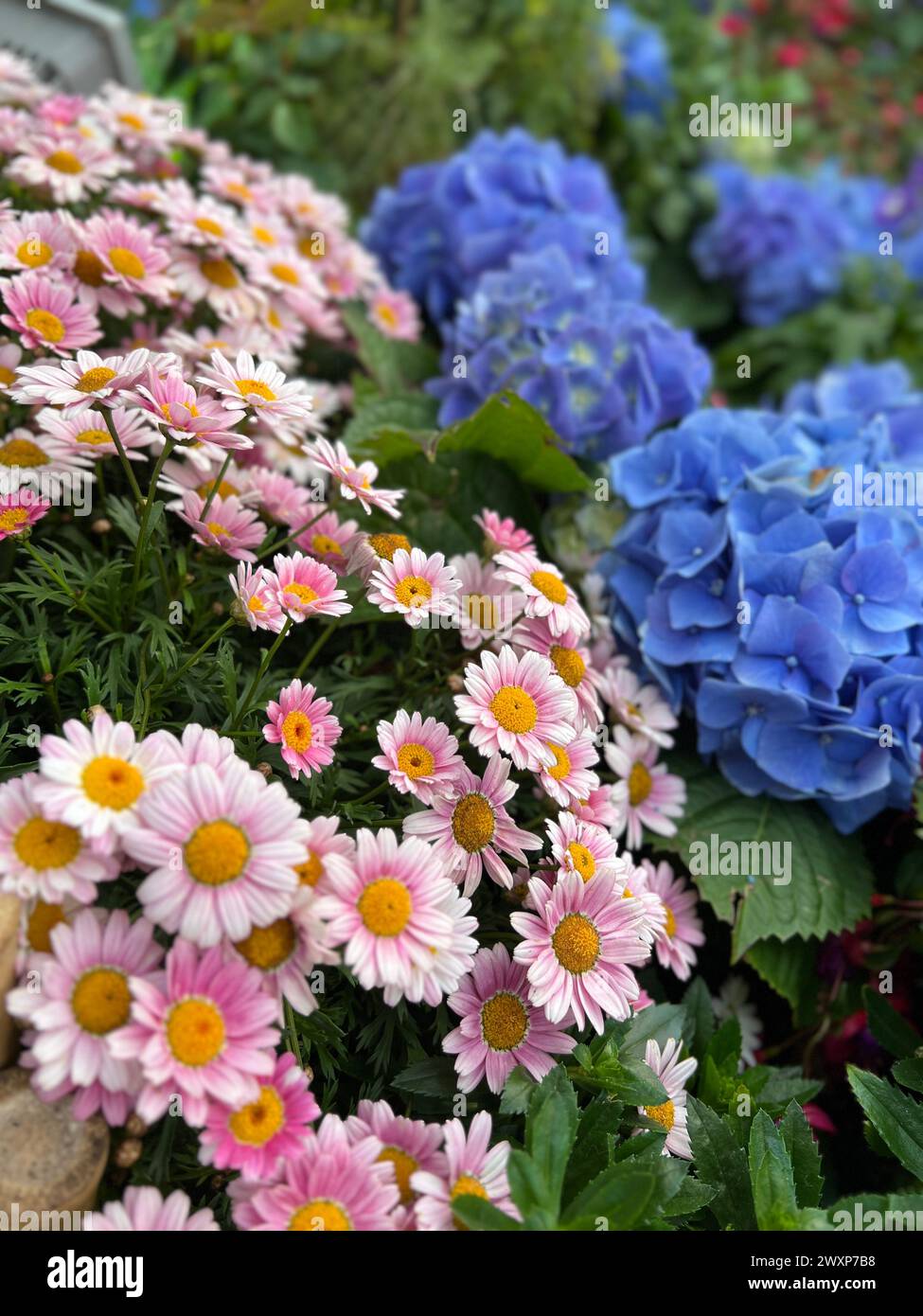Alcuni fiori colorati decorano il davanzale Foto Stock