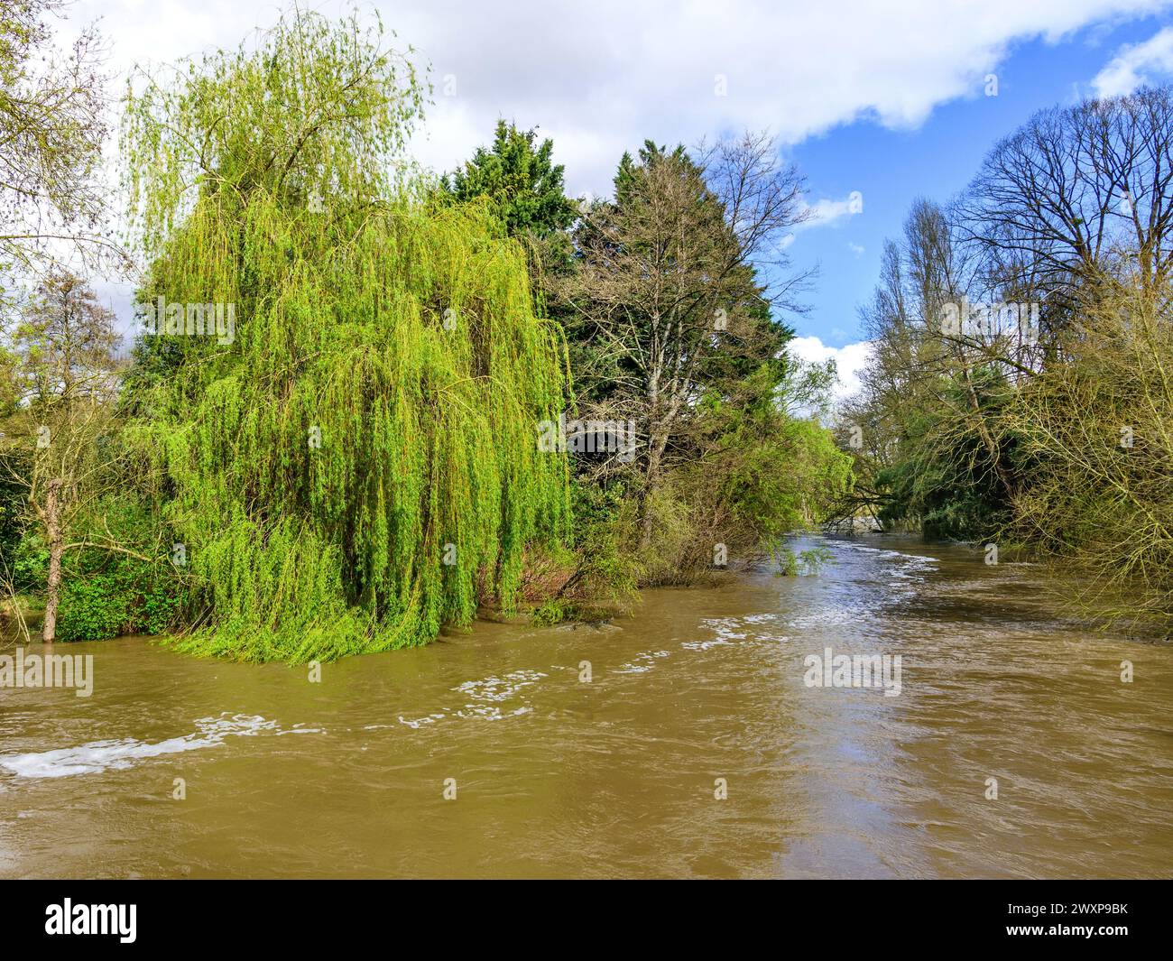 Specias miste di alberi tra cui salice piangente (Salix) con foglie fresche e rami che seguono il fiume Claise - Indre-)et-Loire (37), Francia. Foto Stock