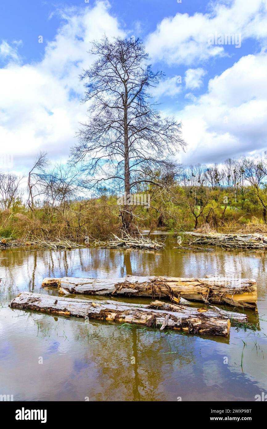 Il sito ha un'acqua dopo aver abbattuto gli alberi di pioppo (Peuplier), ora circondato da acque alluvionali dopo l'esplosione del fiume Claise, le sue sponde sono la Francia centrale. Foto Stock