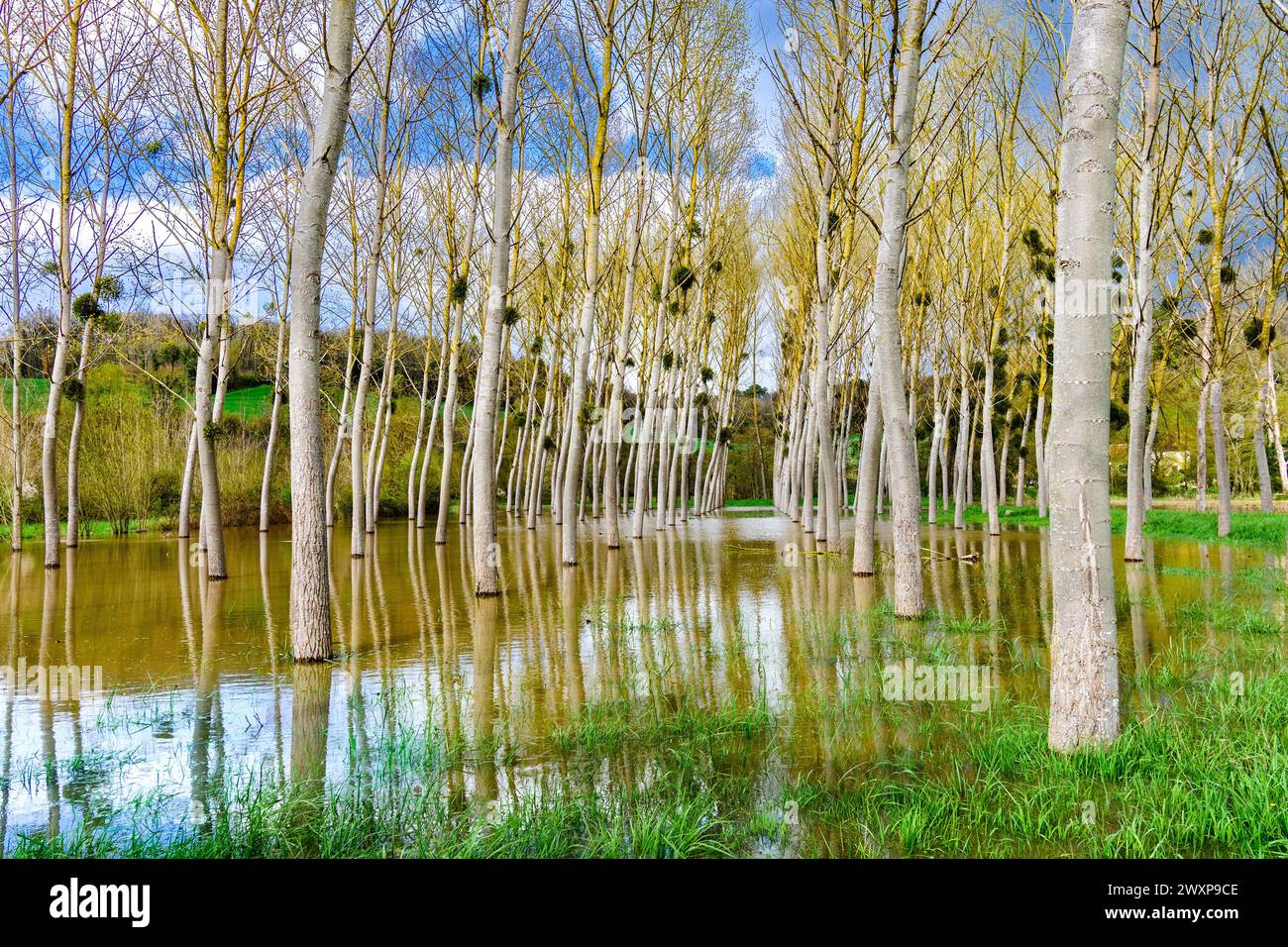 Stand commerciale di alberi di pioppo (Peuplier) circondati da acque alluvionali dopo l'esplosione del fiume Claise, le sue sponde sono la Francia centrale. Foto Stock