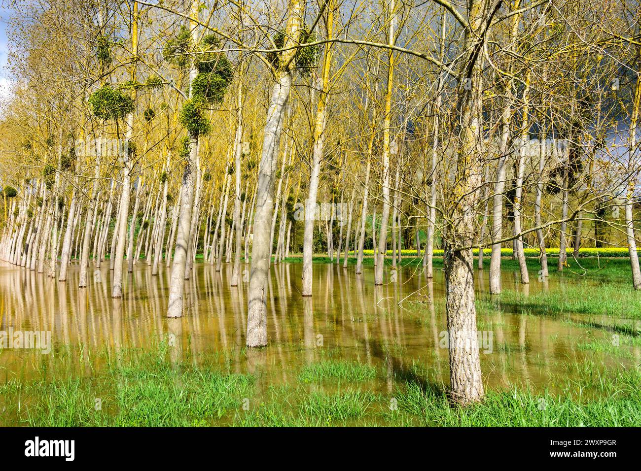 Stand commerciale di alberi di pioppo (Peuplier) circondati da acque alluvionali dopo l'esplosione del fiume Claise, le sue sponde sono la Francia centrale. Foto Stock