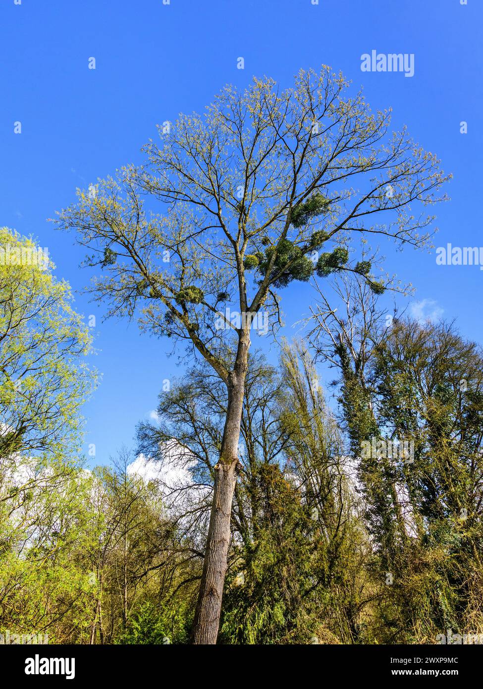 Alberi di bosco misti con foglie di primavera fresche che mostrano - Francia centrale. Foto Stock