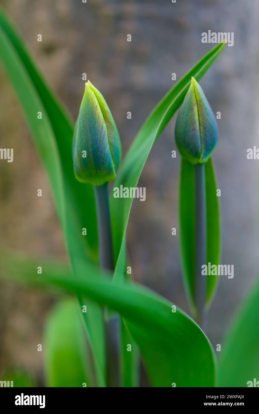 i tulipani nascono ore prima della fioritura Foto Stock