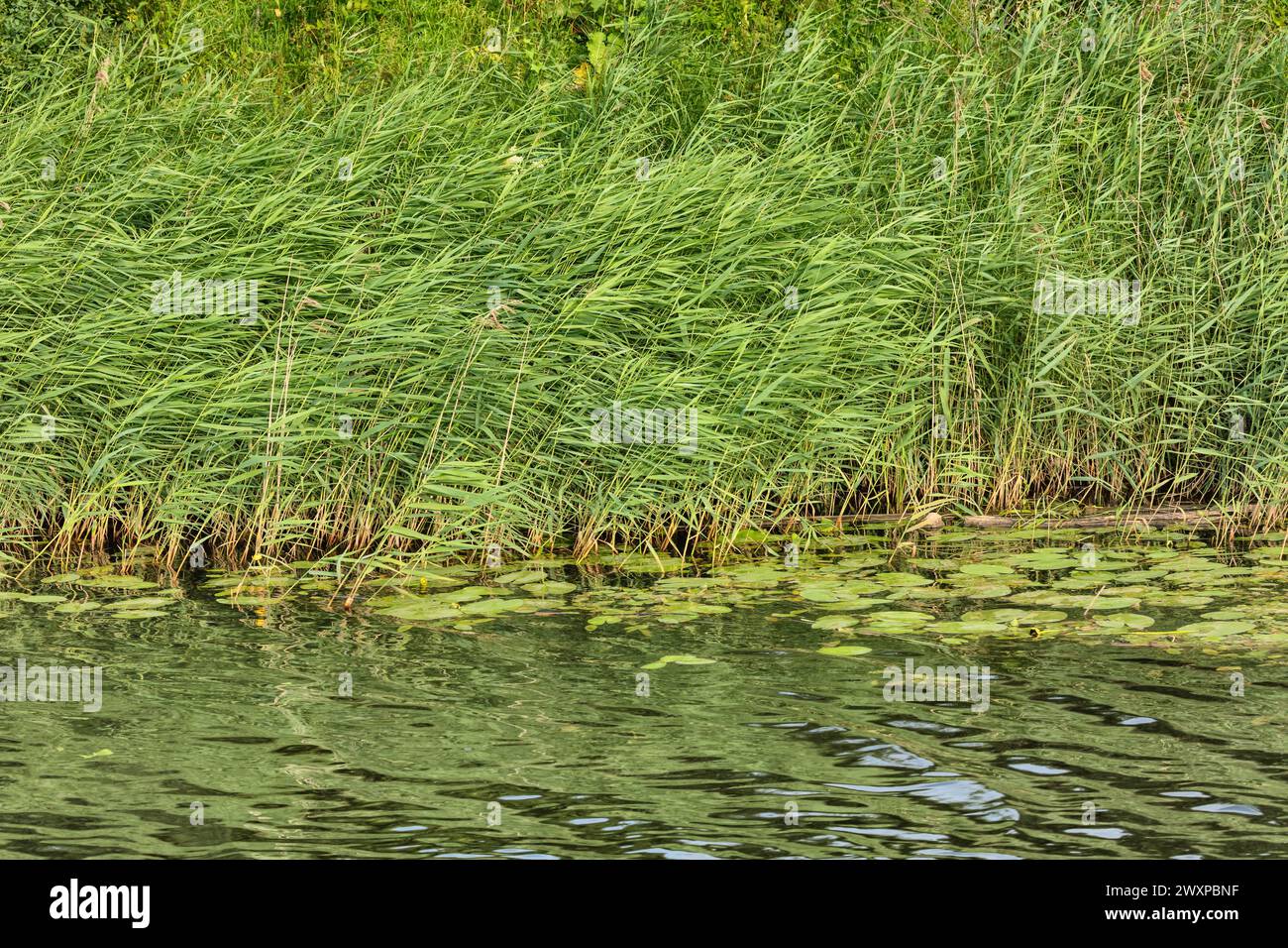 Erba verde sulla riva del fiume Kamenka, Suzdal, regione di Vladimir, Russia Foto Stock