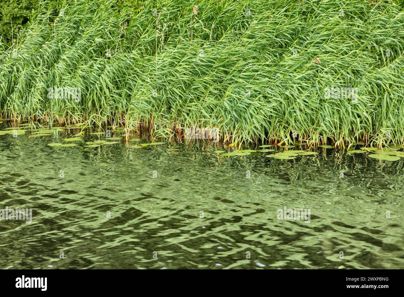 Erba verde sulla riva del fiume Kamenka, Suzdal, regione di Vladimir, Russia Foto Stock