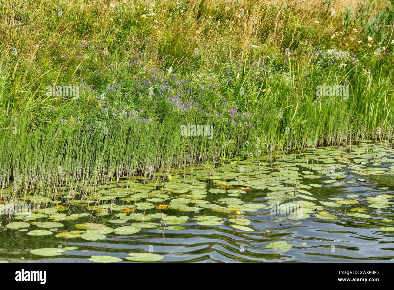 Erba verde sulla riva del fiume Kamenka, Suzdal, regione di Vladimir, Russia Foto Stock