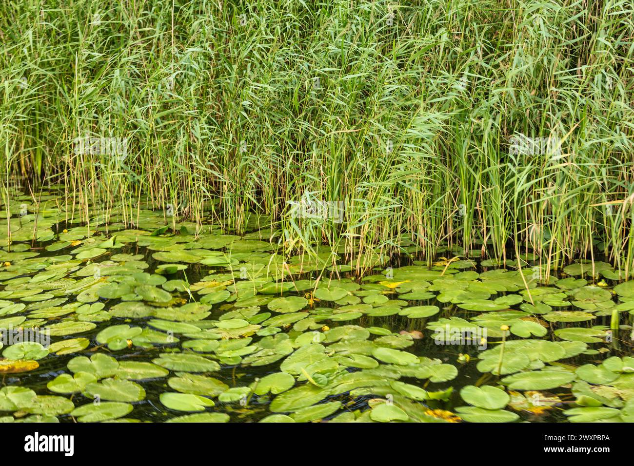 Erba verde sulla riva del fiume Kamenka, Suzdal, regione di Vladimir, Russia Foto Stock