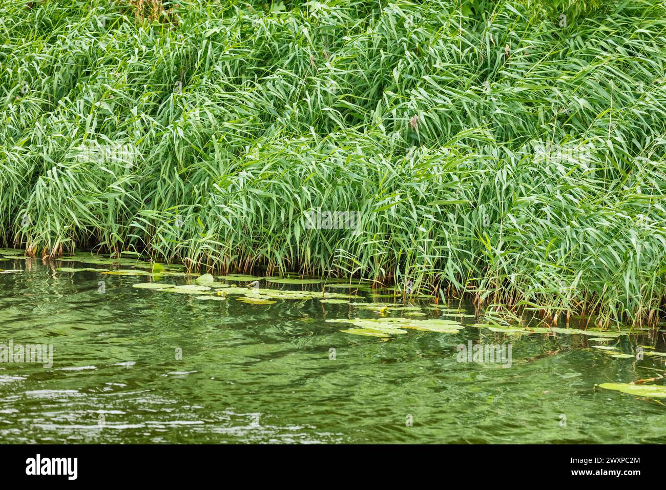 Erba verde sulla riva del fiume Kamenka, Suzdal, regione di Vladimir, Russia Foto Stock