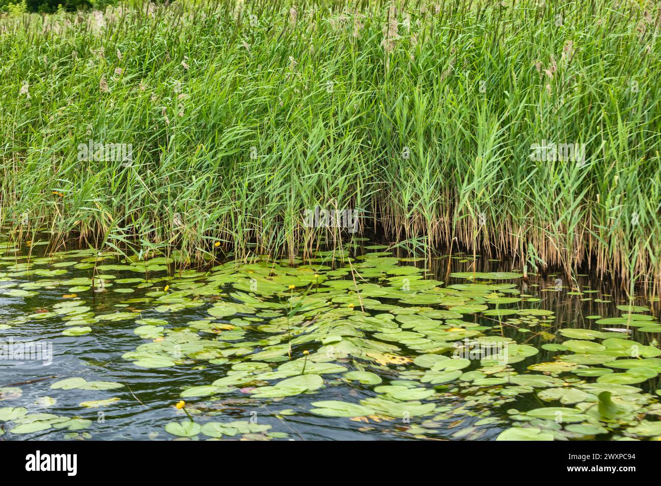 Erba verde sulla riva del fiume Kamenka, Suzdal, regione di Vladimir, Russia Foto Stock