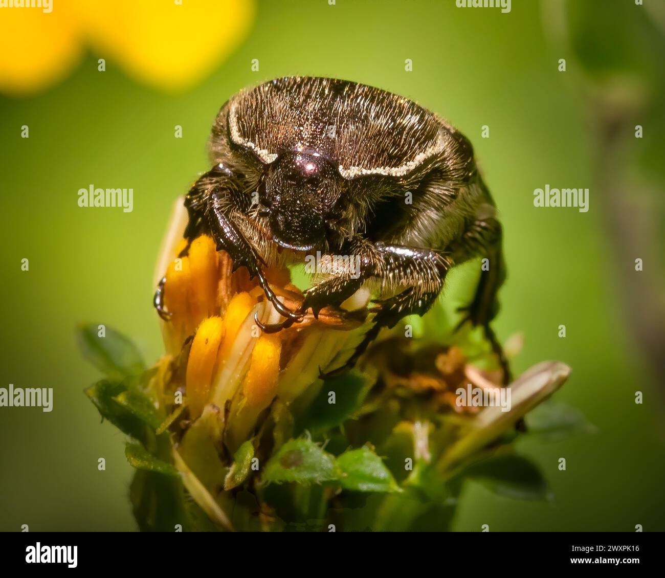 Nell'Everglades National Paa scarabeo di fiori naviga nella lussureggiante vegetazione in questa affascinante macro immagine, rivelando la ricca biodiversità del parco. Foto Stock