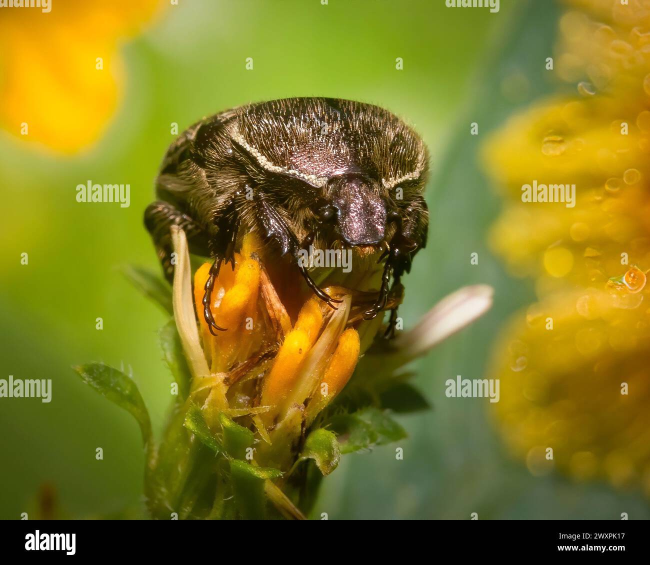 Uno scarabeo fiorito esplora la vibrante flora del Parco Nazionale delle Everglades, catturata con dettagli incredibili attraverso questa foto macro. Foto Stock