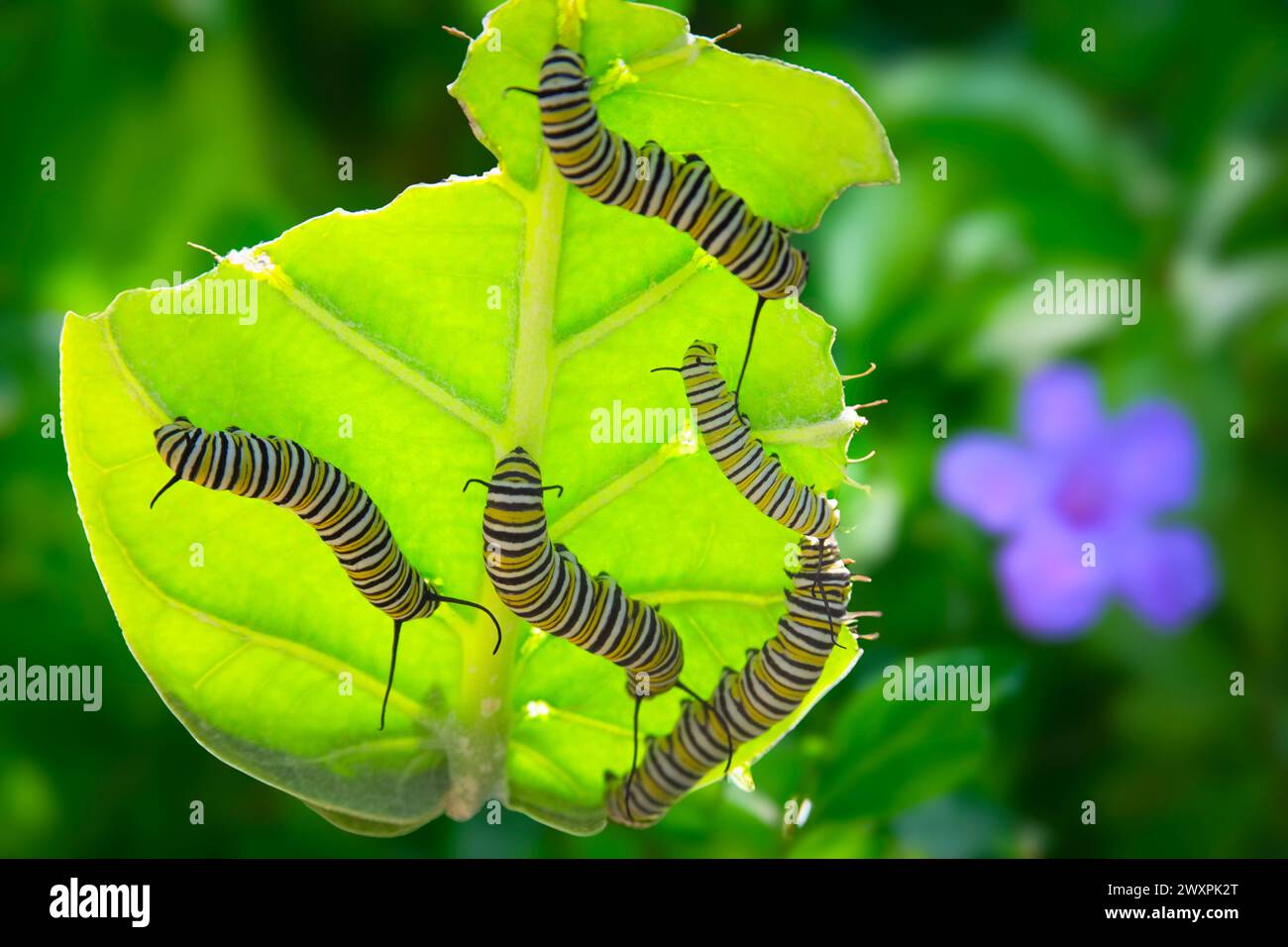 Un gruppo di brufoli si nutrono di una pianta di erbacce da latte in un giardino tropicale. Questi caterpillars alla fine si trasformeranno nella bellissima farfalla Monarch. Foto Stock