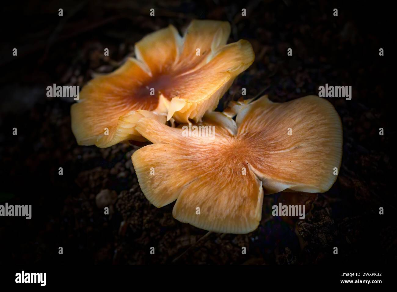 I funghi crescono su un albero in un'area boscosa del Parco Nazionale delle Everglades. Foto Stock