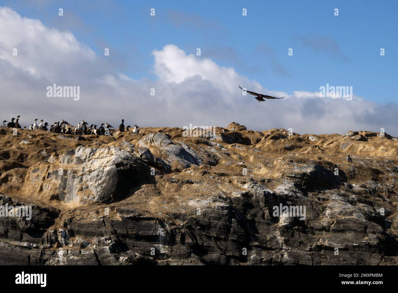 Cormoorants & Seals nel canale di Beagle vicino a Ushuaia in Argentina, Sud America Foto Stock