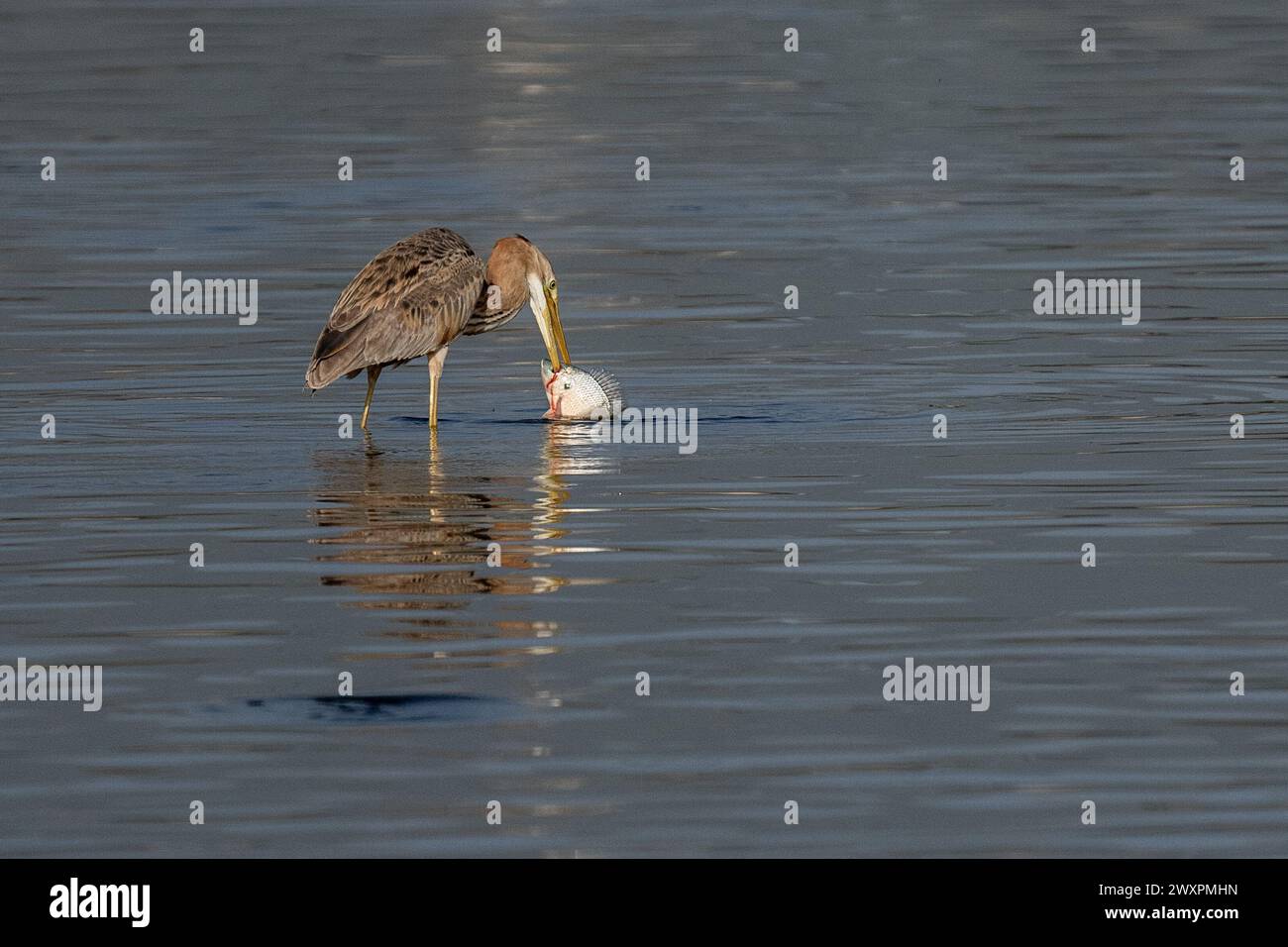 Airone viola (Ardea purpurea) che cattura un pesce Foto Stock