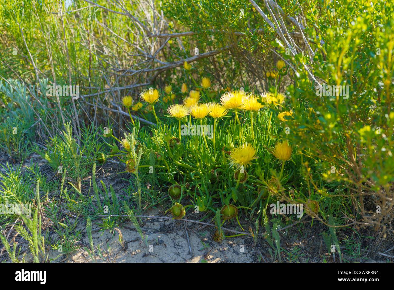 Fiori gialli luminosi della pianta succulenta Pig's-Root (Conicosia pugioniformis) fiorendo nel deserto, California Foto Stock