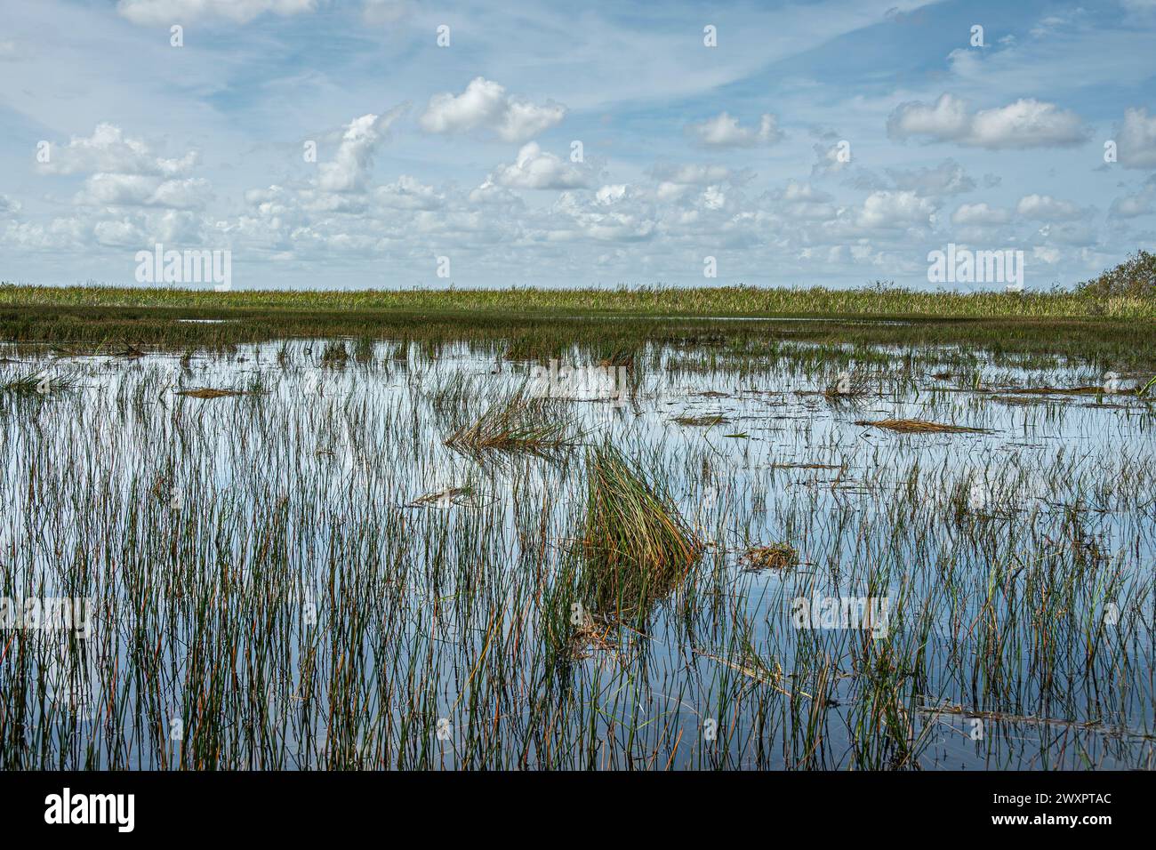 Everglades, Florida, Stati Uniti - 29 luglio 2023: Ampio paesaggio paludoso con stretta cintura di canne verdi sotto il paesaggio nuvoloso azzurro Foto Stock
