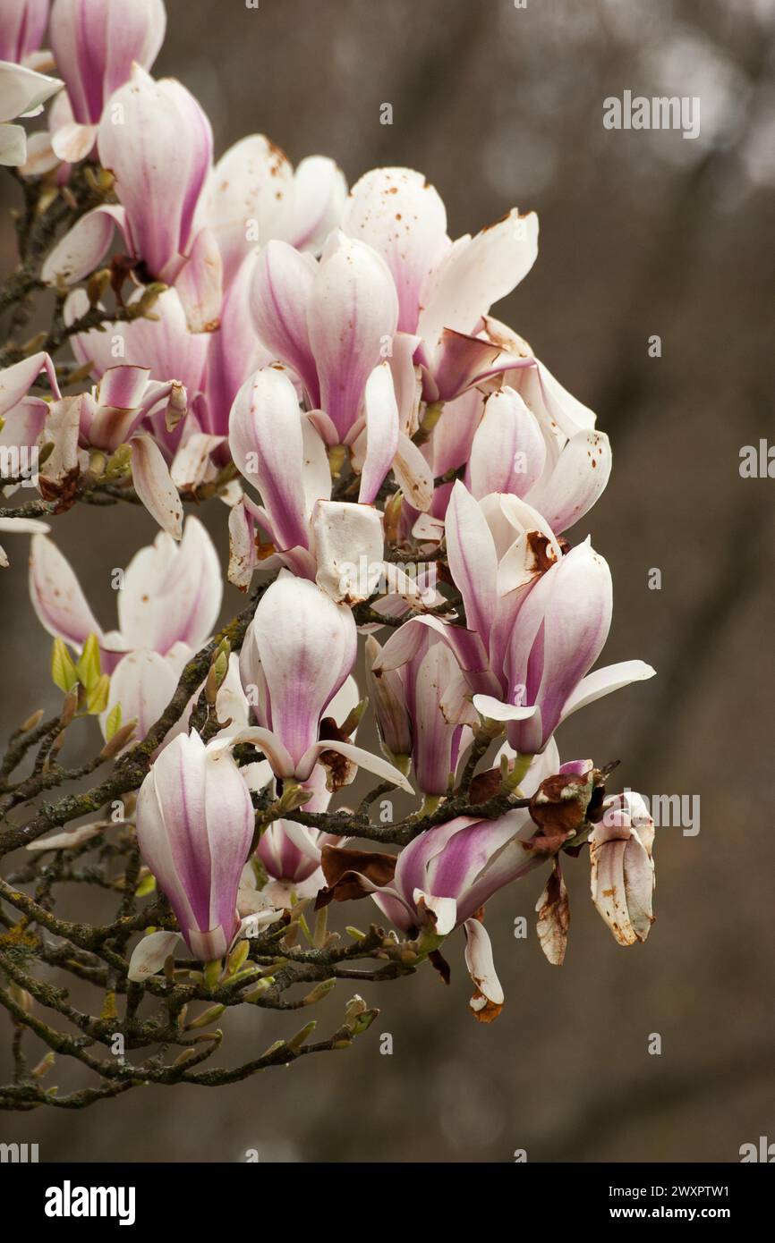 Fiori primaverili e fiori di alberi Foto Stock