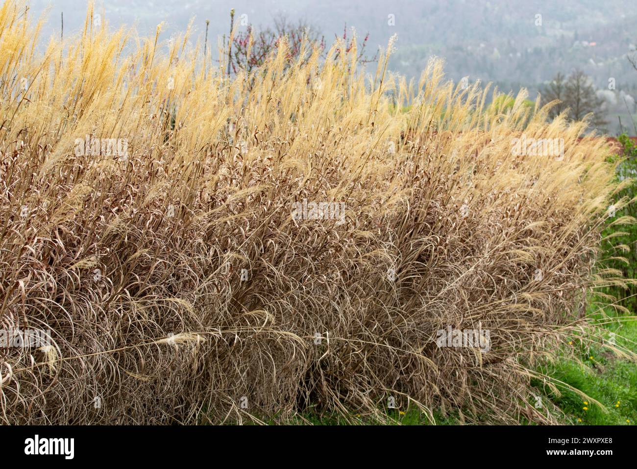 Erba d'arancio alta in natura Foto Stock