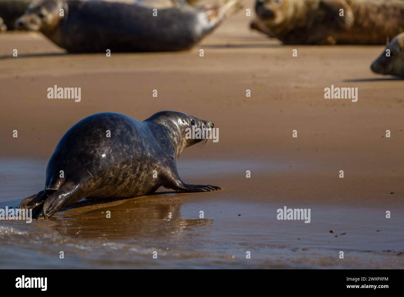 Colonia di foche grigie sulla costa del Norfolk Foto Stock