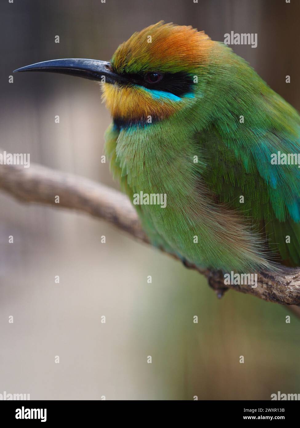Straordinario e accattivante mangiatore di api arcobaleno con un piumaggio luminoso e vibrante. Foto Stock