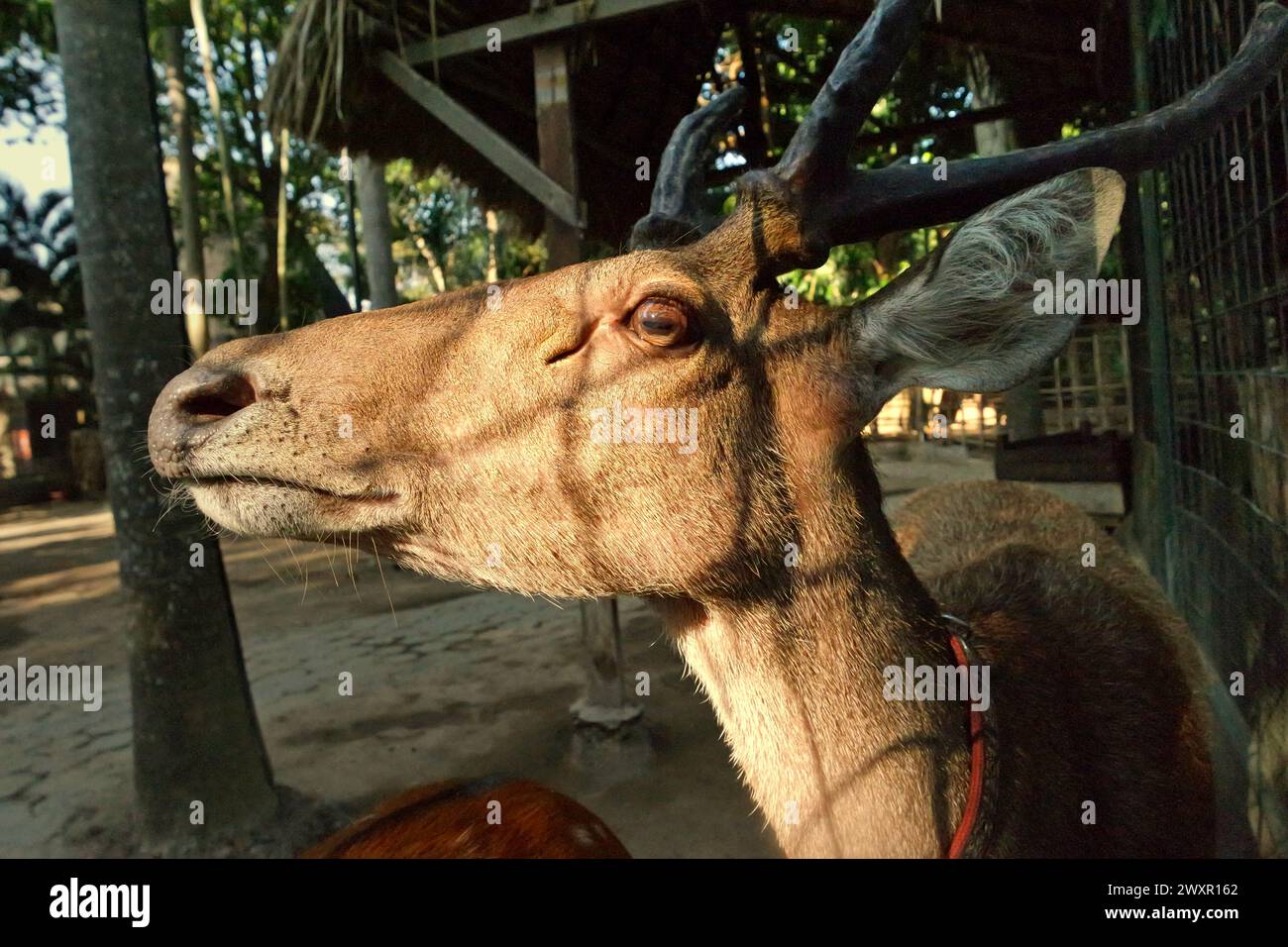 Una specie non identificata di cervi (rusa) è fotografata allo zoo di Bali a Singapadu, Sukawati, Gianyar, Bali, Indonesia. Foto Stock