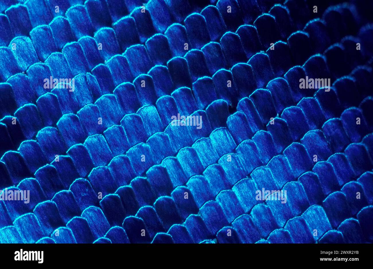 Bilance ad ali di farfalla Morpho ingrandite a 40x Foto Stock