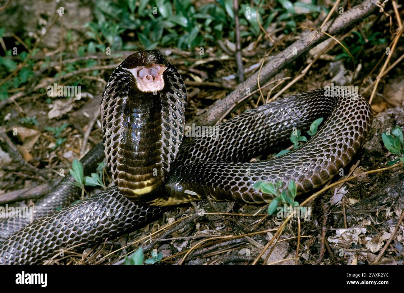 Cobra sputante con collo ad anello, (Hemachatus haemachatus), alias Ringhals, Sudafrica Foto Stock
