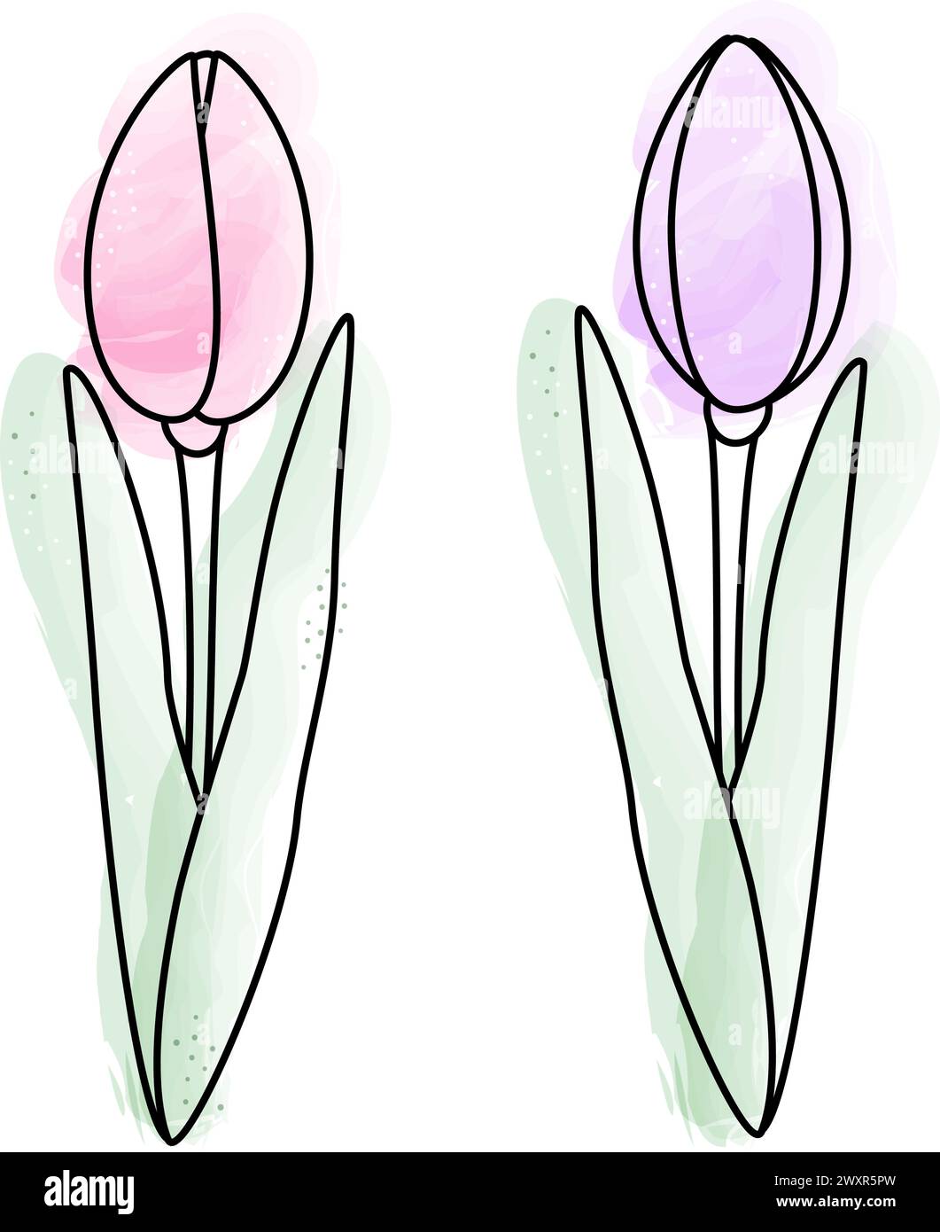 Set di 2 tulipani acquerelli in eleganti sfumature pallide. Elementi di design per biglietti di auguri o cartoline primaverili. Isolare. EPS. Vettore per poster, banner, brochure, affissioni o Web, promozioni, cartello, etichetta Illustrazione Vettoriale
