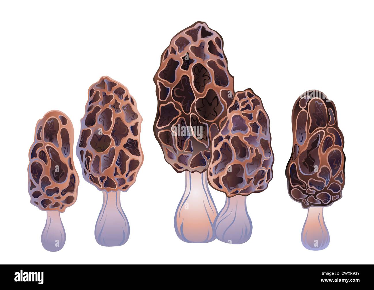 Set di morel marroni disegnati artisticamente, deliziosi, dettagliati e isolati su sfondo bianco. Fungo Morel. Illustrazione Vettoriale