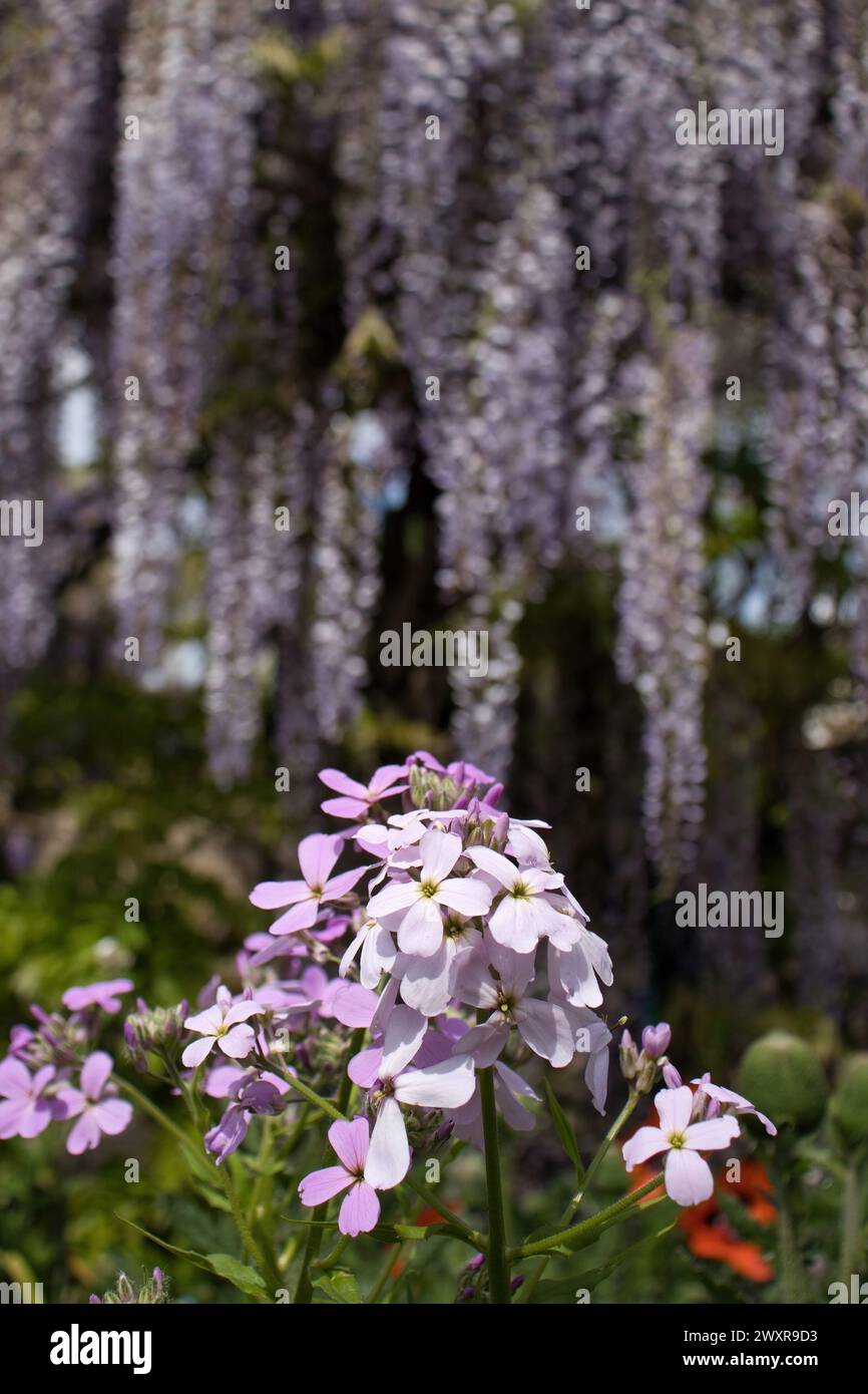 Fiori di dama bianca e viola o viola Damasco in una giornata primaverile ai giardini Hermannshof di Weinheim, Germania. Foto Stock