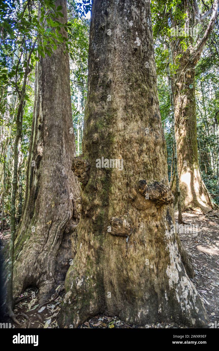 Contrafforti di alberi nodulo al percorso di Curtis Falls, Tamborine National Park, Scenic Rim, South East Queensland, Australia Foto Stock
