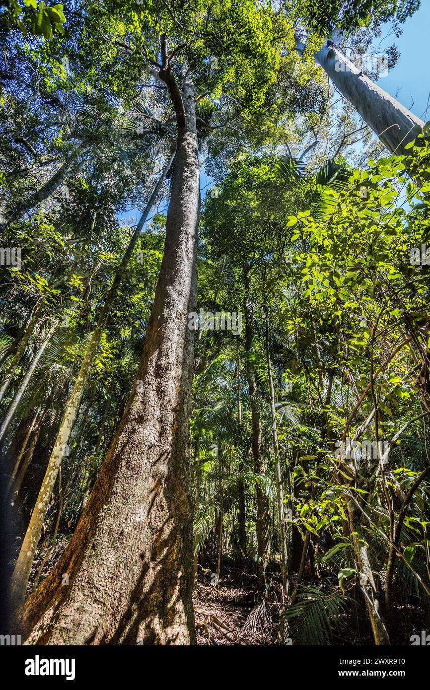 Vista a perdita d'occhio della foresta pluviale al percorso di Curtis Falls, Tamborine National Park, Scenic Rim, South East Queensland, Australia Foto Stock