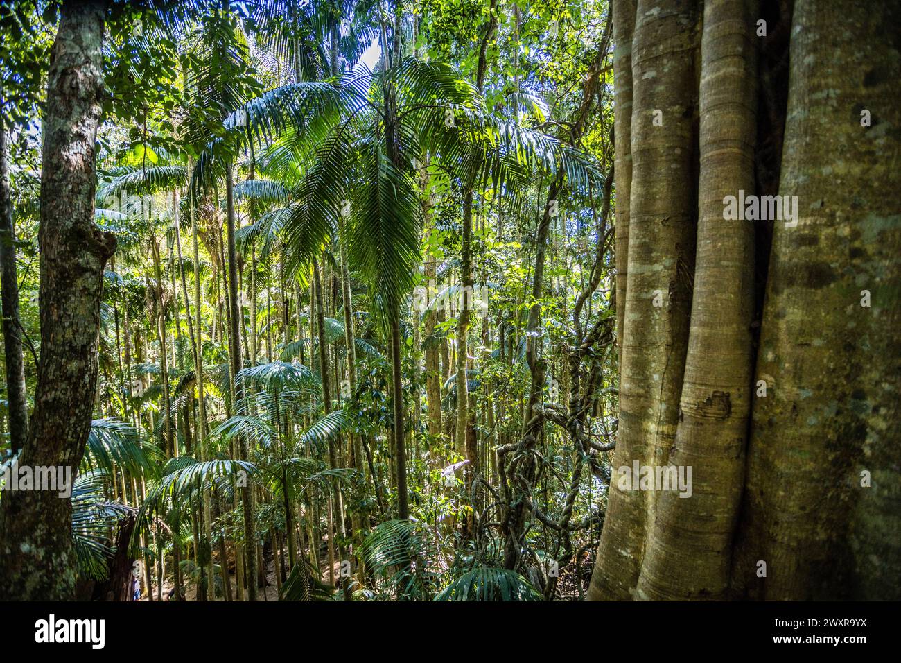 Foresta pluviale a Curtis Falls track, Tamborine National Park, Scenic Rim, South East Queensland, Australia Foto Stock