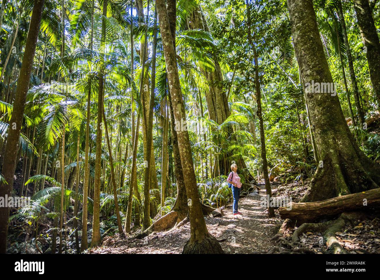Escursioni attraverso la foresta pluviale a Curtis Falls Track, Tamborine National Park, Scenic Rim, South East Queensland, Australia Foto Stock