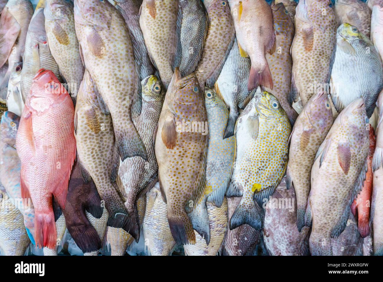 Primo piano di una varietà di pesci freschi colorati esposti al mercato del pesce. Foto Stock
