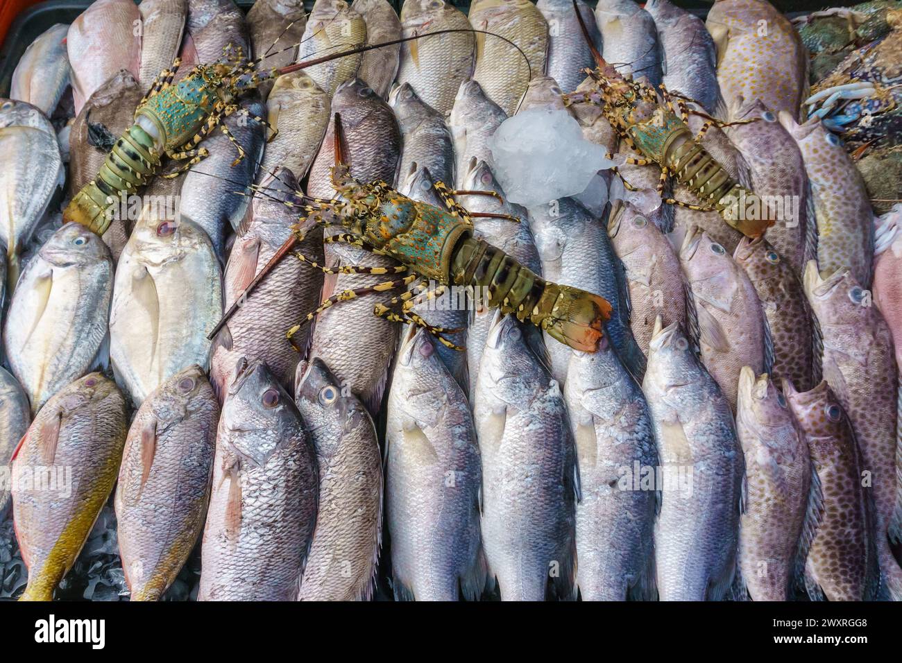 Primo piano di una varietà di pesci freschi colorati e aragosta al mercato del pesce. Foto Stock