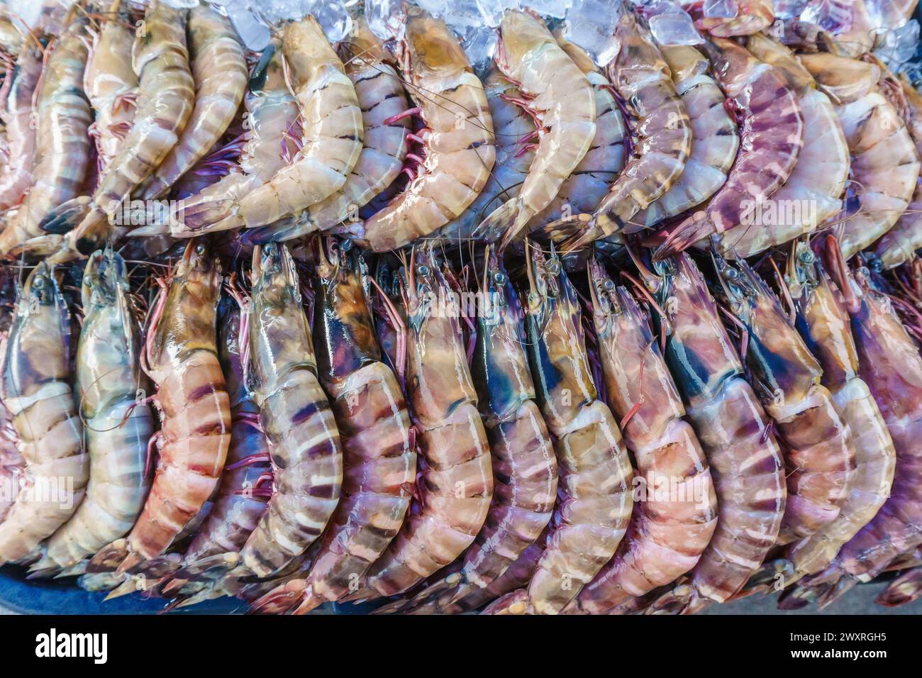Primo piano di una varietà di aragoste fresche colorate esposte al mercato del pesce. Foto Stock