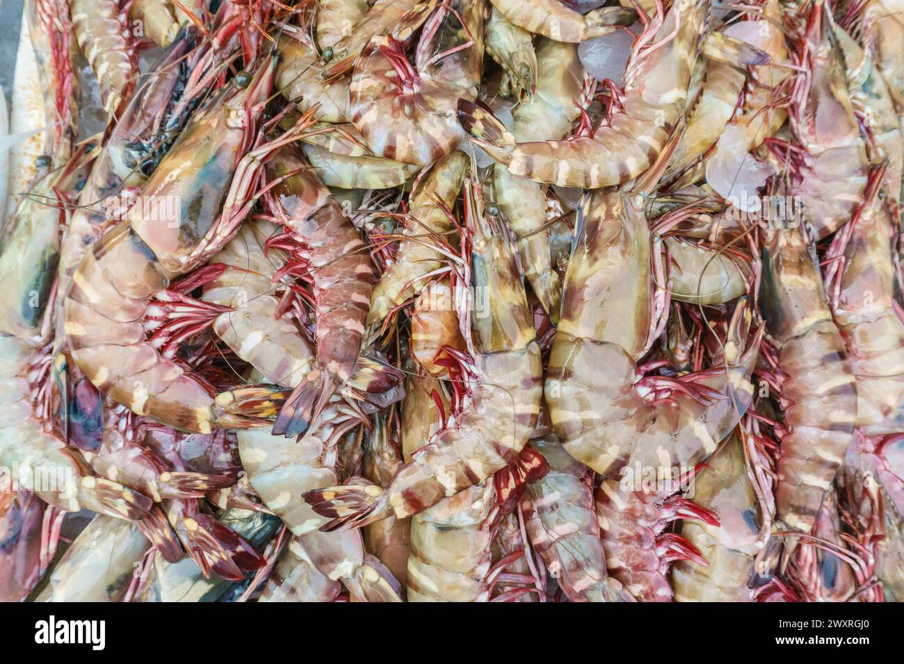 Primo piano di una varietà di aragoste fresche colorate esposte al mercato del pesce. Foto Stock