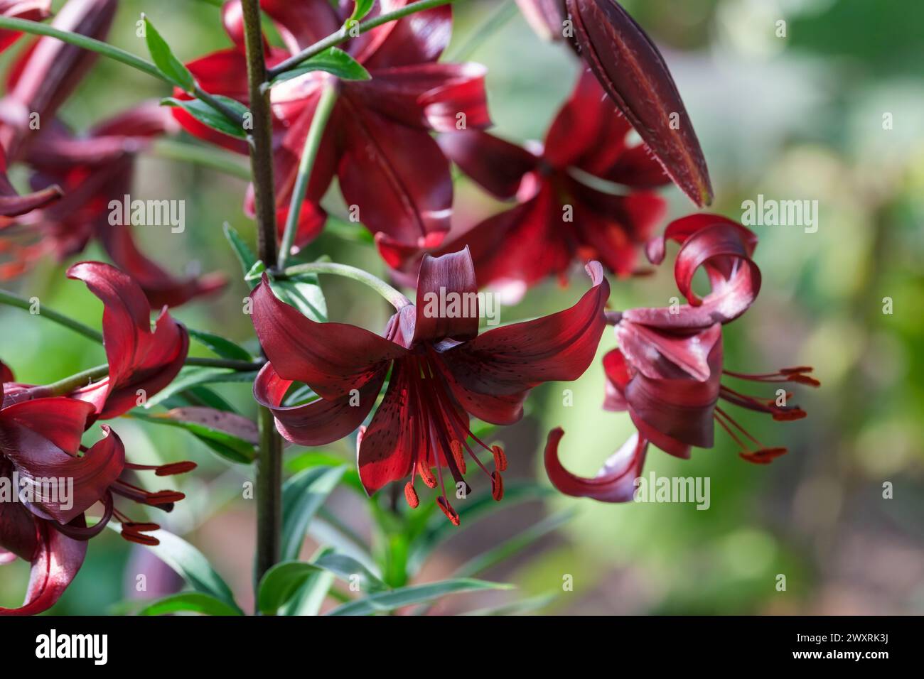 Lilium Night Flyer, Lily Night Flyer, grande, rivolto verso l'esterno, rosso scuro. fiori di borgogna Foto Stock