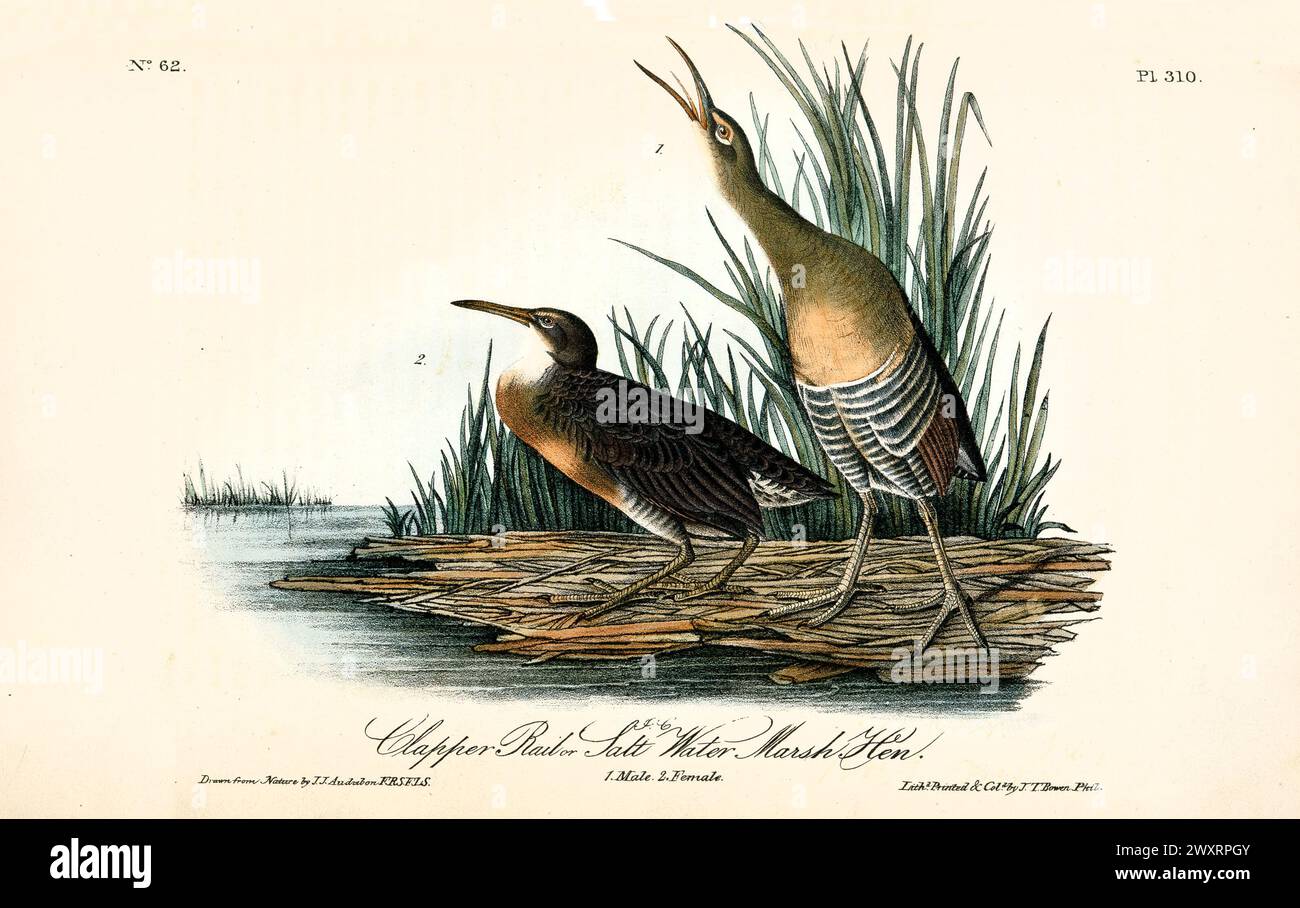 Clapper Rail o Salt Water Marsh Hen, maschio e femmina su una deriva di canne dall'acqua. Di J.J. Audubon: Birds of America, 1840 Foto Stock