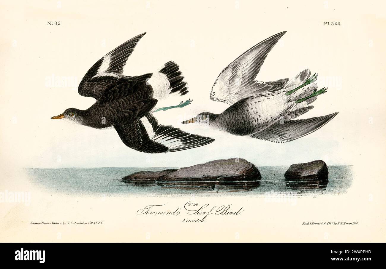 Townsend's Surf Birds, due femmine in volo sulle calme acque costiere con isolotti rocciosi. Di J.J. Audubon: Birds of America, 1840 Foto Stock