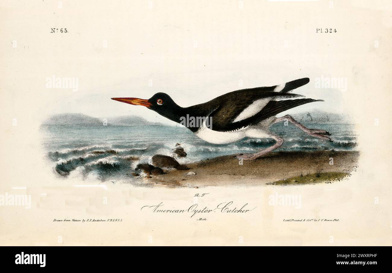 Maschio American Oyster-Catcher con striature arancioni vivaci lungo la costa con paillettes da surf. Di J.J. Audubon: Birds of America, 1840 Foto Stock