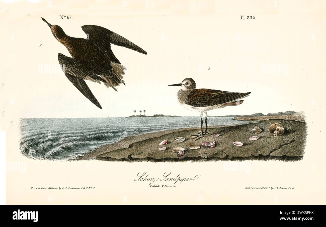 Sandpipers di Schinz raffigurato vicino alla costa, conchiglie sparse intorno a loro, di J.J. Audubon: Birds of America, Philadelphia, 1840. Foto Stock