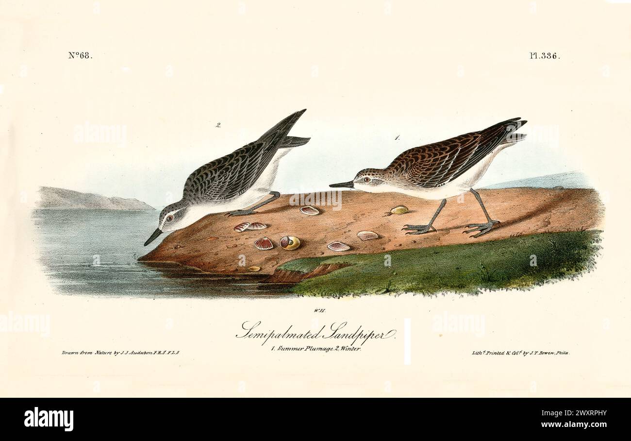 Sandpipers semitalmati in estate e in inverno piumano su una roccia costiera con conchiglie. Di J.J. Audubon: Birds of America, 1840 Foto Stock