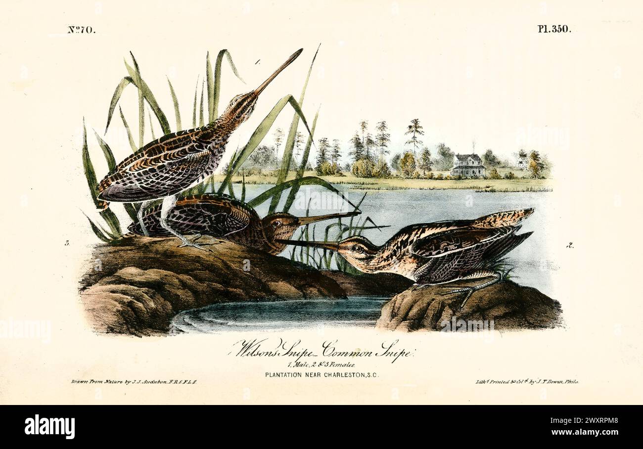 Vecchia illustrazione incisa del cecchino di Wilson o cecchino comune (Gallinago gallinago). Di J.J. Audubon: Birds of America, Philadelphia, 1840 Foto Stock