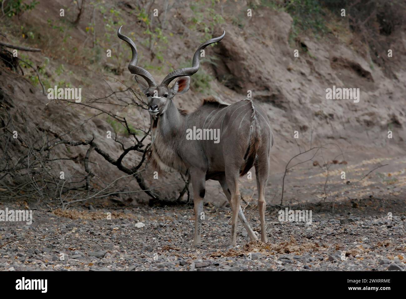 Kudu del Sudafrica Foto Stock