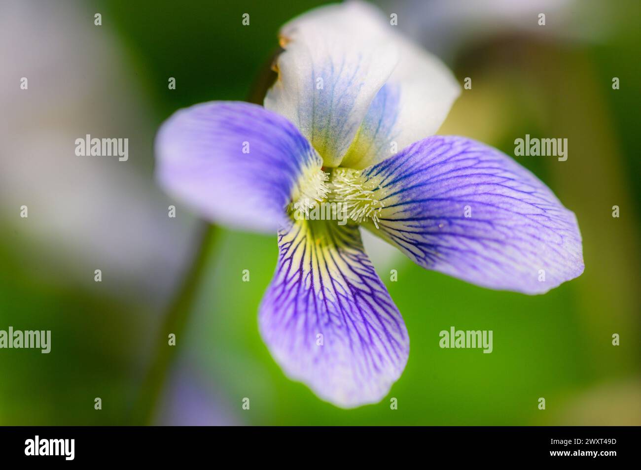 Macro su un fiore viola in fiore Foto Stock