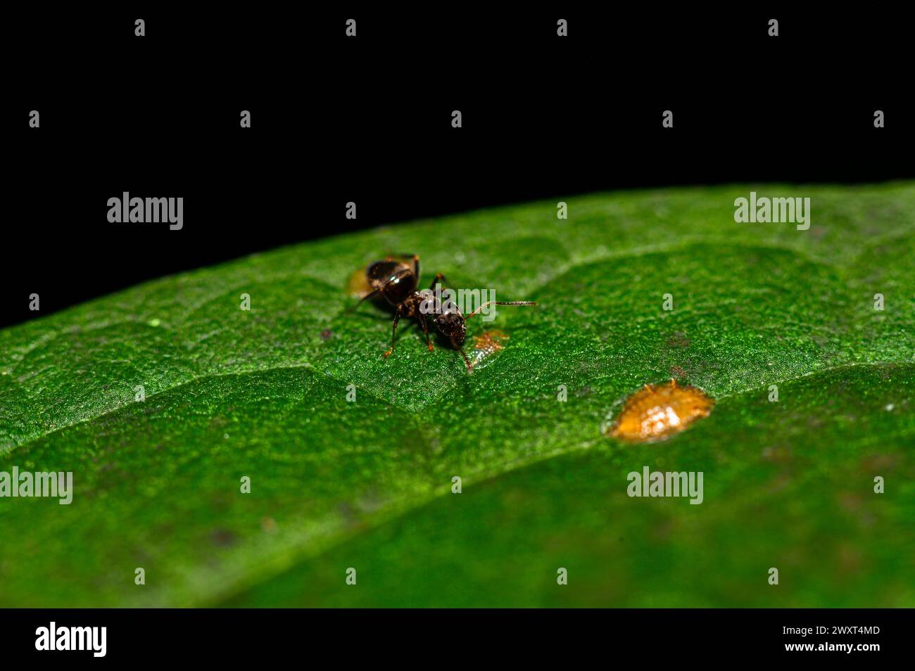 L'ANT beve una goccia di pioggia su una foglia Foto Stock