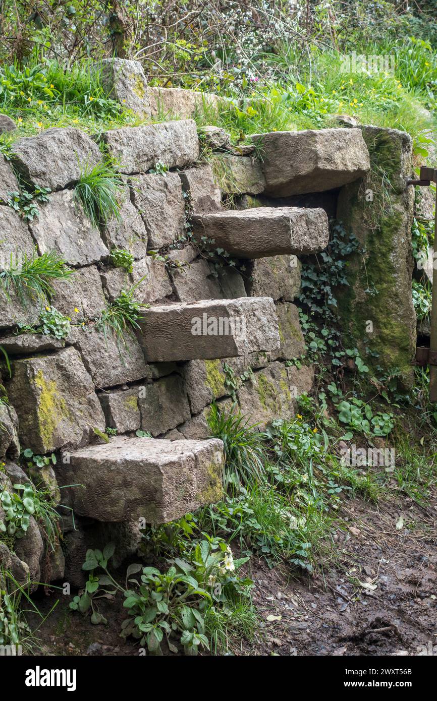 Un tradizionale "stile di pecora" della Cornovaglia, con gradini o gradini di pietra adagiati sulla facciata di una siepe della Cornovaglia, costruito con blocchi di pietra e tappeti erbosi (Cornovaglia, Regno Unito) Foto Stock